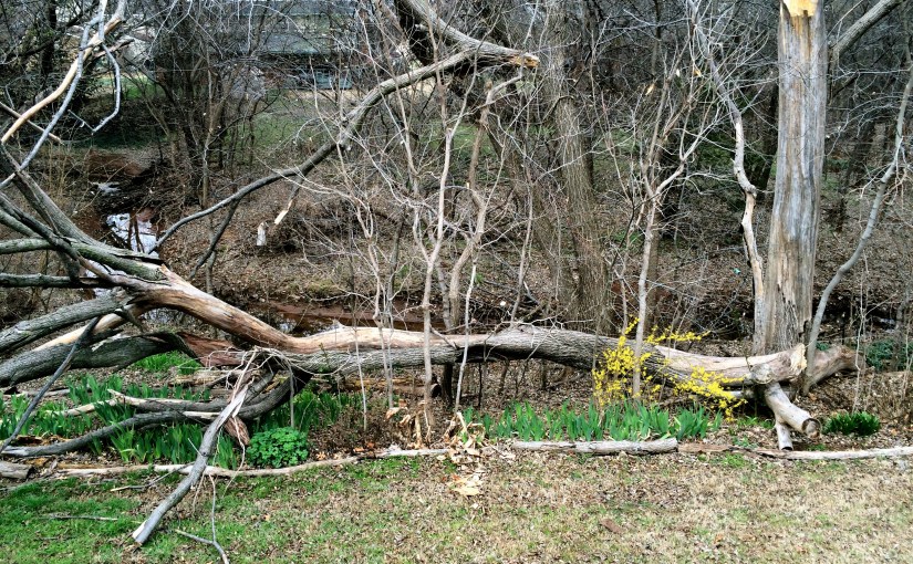 2015.03.21: vernal sunshine