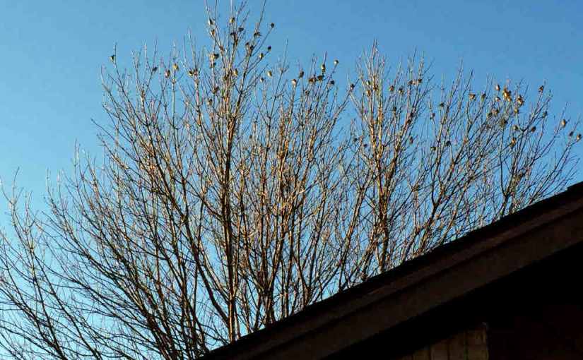 2016.03.19: ode to&nbsp;joy