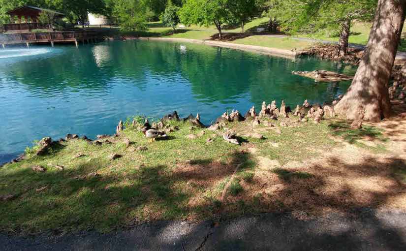 2017.05.06: a duck’s&nbsp;life