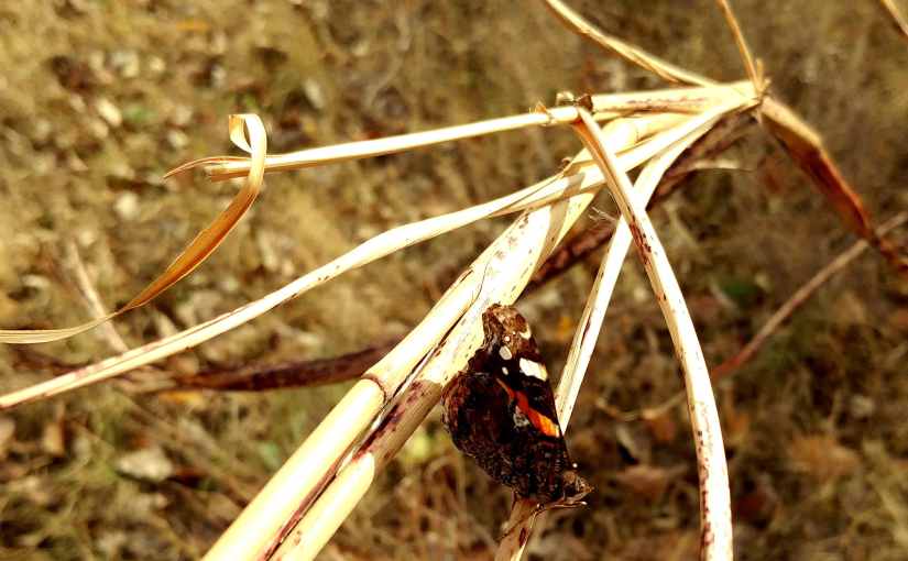 2017.11.18: precious