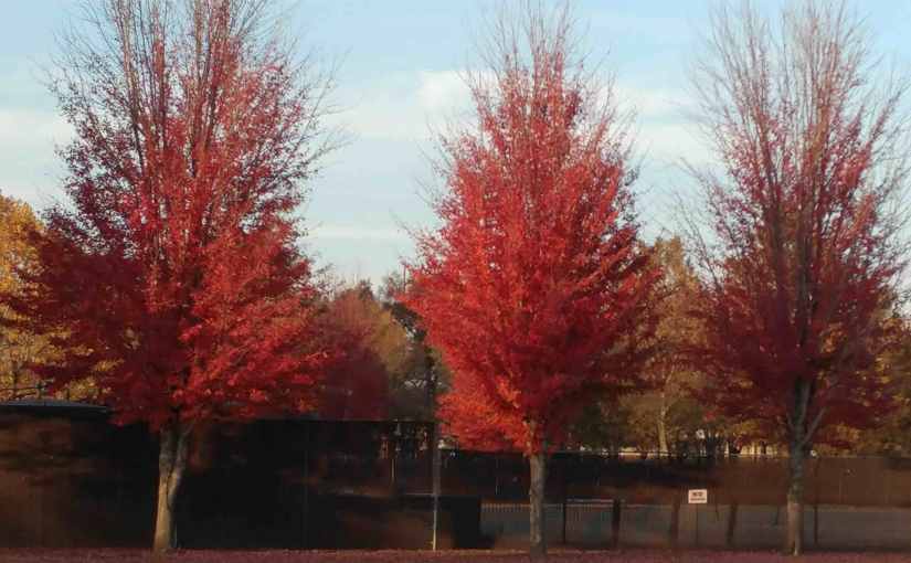 2017.11.11: sweet gum