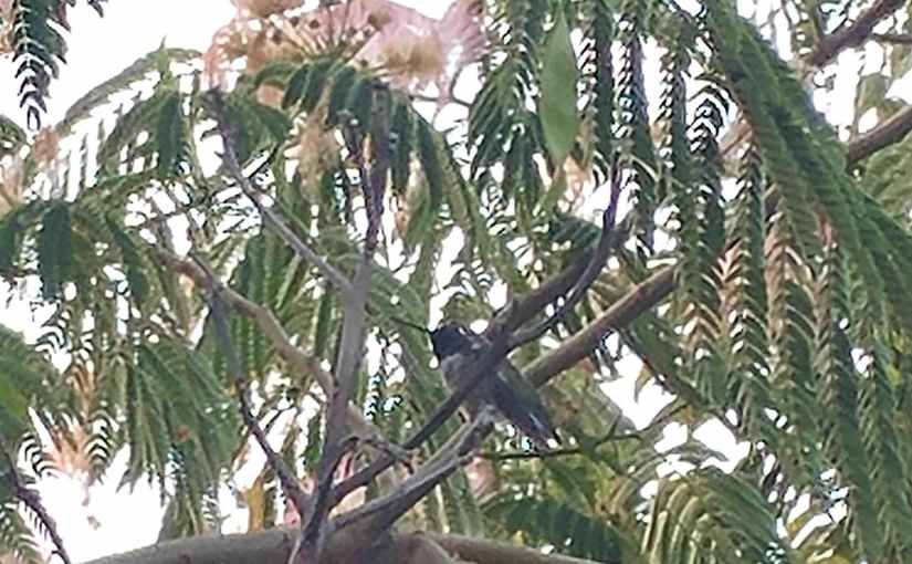 2018.07.25: flittering