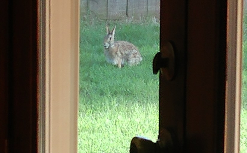 2019.05.24: rabbit hole